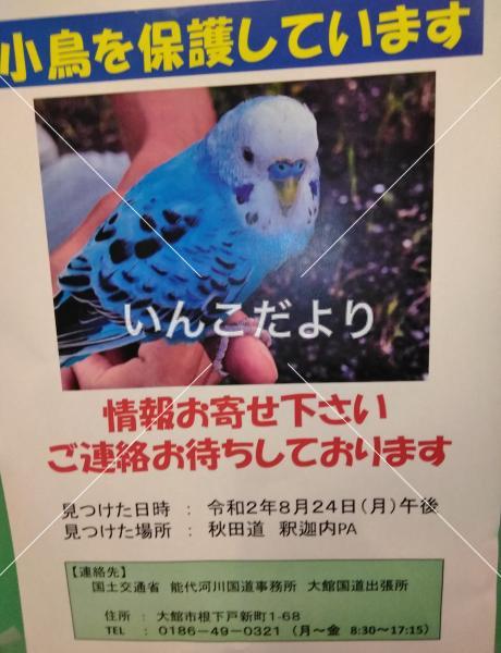 保護鳥の写真
