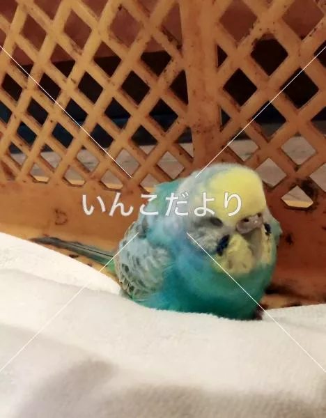 保護鳥の写真