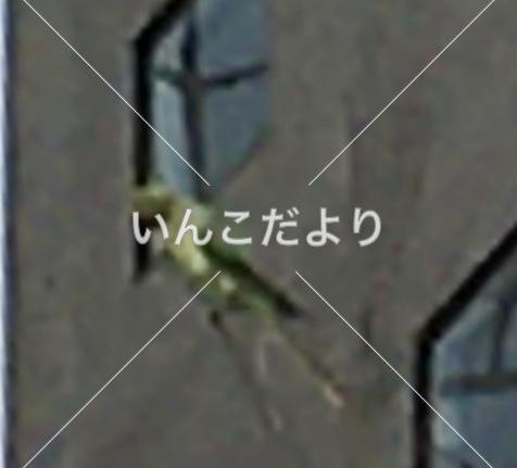 保護鳥の写真