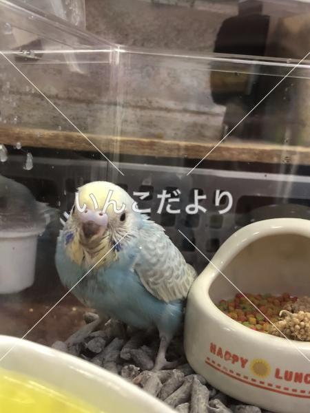 迷い鳥の写真