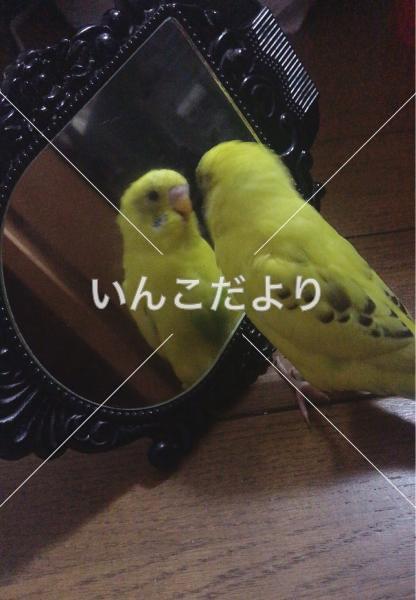 迷い鳥の写真