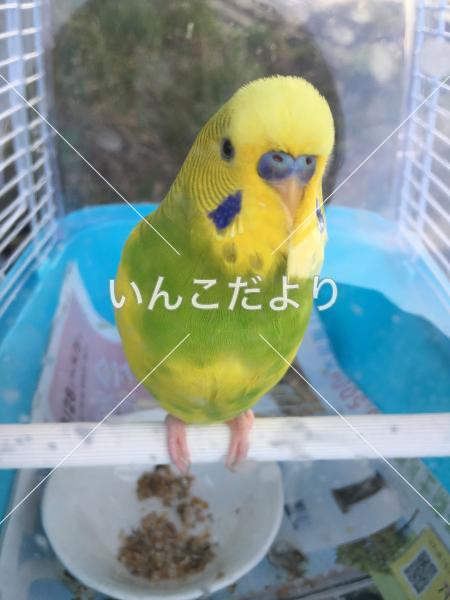 迷い鳥の写真