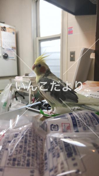 迷い鳥の写真