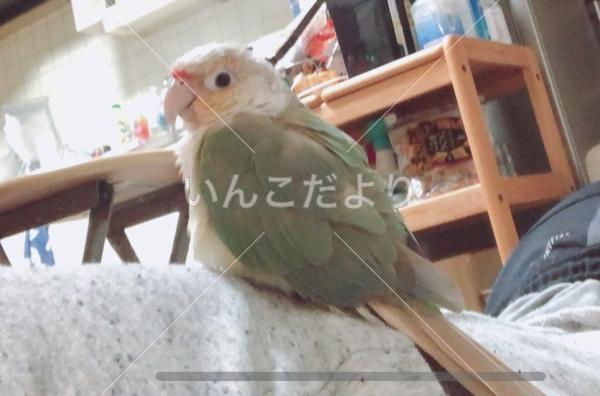 迷い鳥の写真