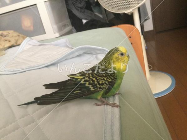 迷い鳥の写真