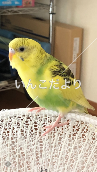迷い鳥の写真