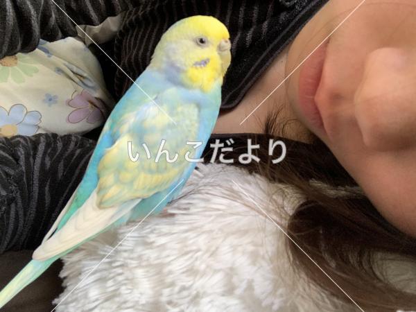 迷い鳥の写真