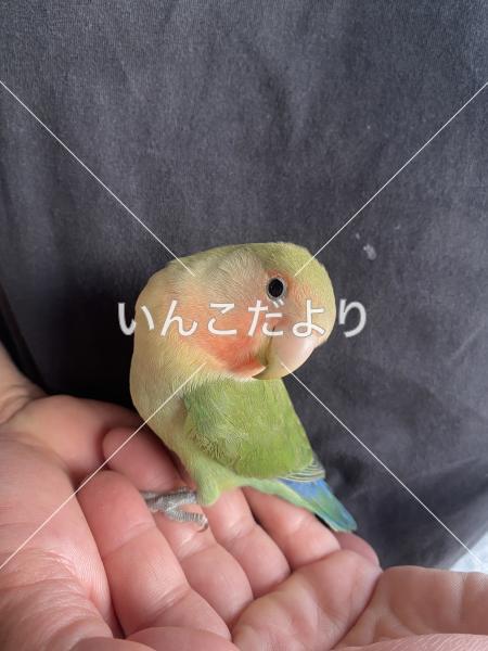 保護鳥の写真