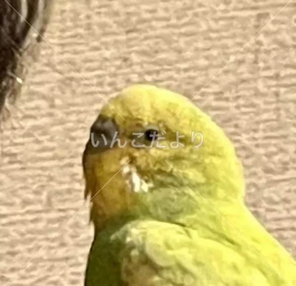 保護鳥の写真