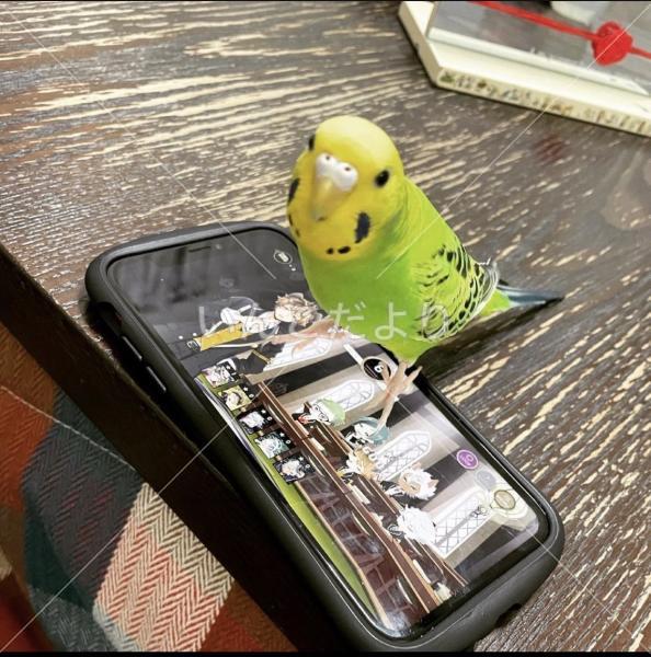 迷い鳥の写真