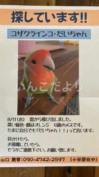 迷い鳥の写真