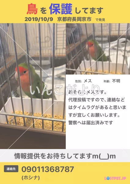 保護鳥の写真