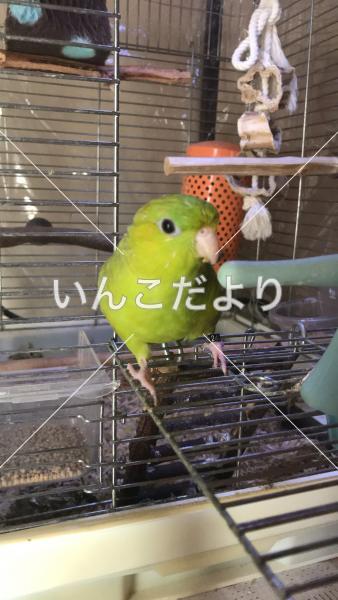 迷い鳥の写真