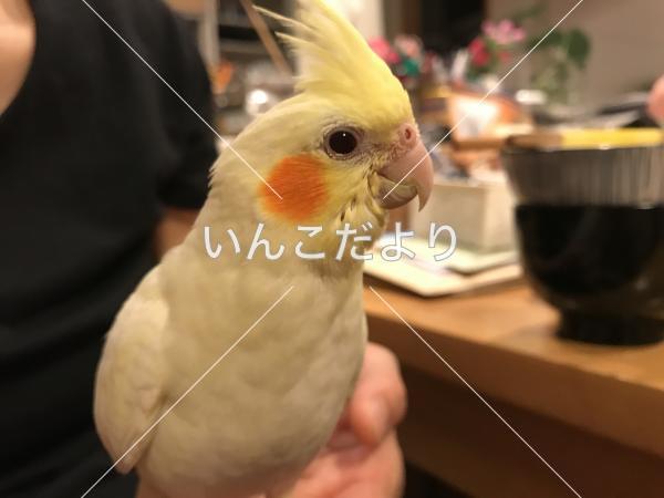 迷い鳥の写真