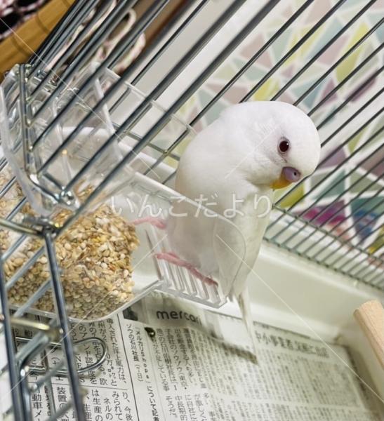迷い鳥の写真