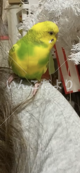 迷い鳥の写真