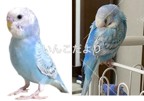 迷い鳥の写真
