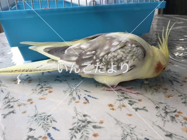 保護鳥の写真