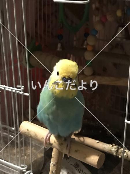 迷い鳥の写真