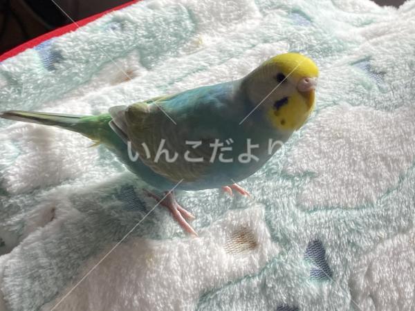 迷い鳥の写真