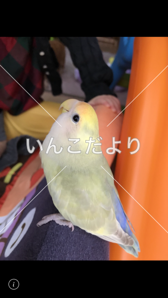迷い鳥の写真