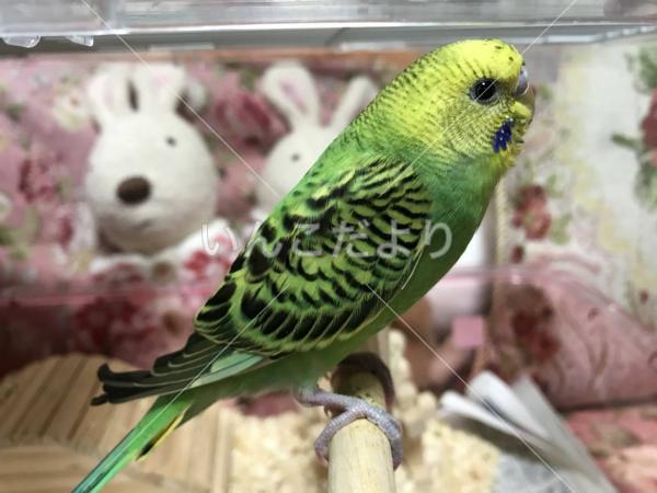 迷い鳥の写真