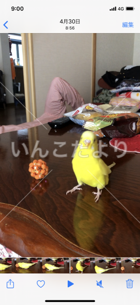 迷い鳥の写真
