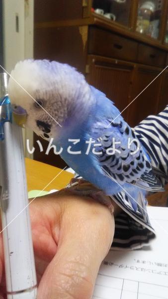 迷い鳥の写真
