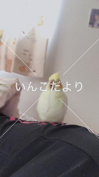 迷い鳥の写真
