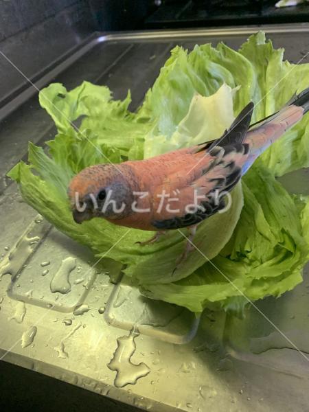 迷い鳥の写真