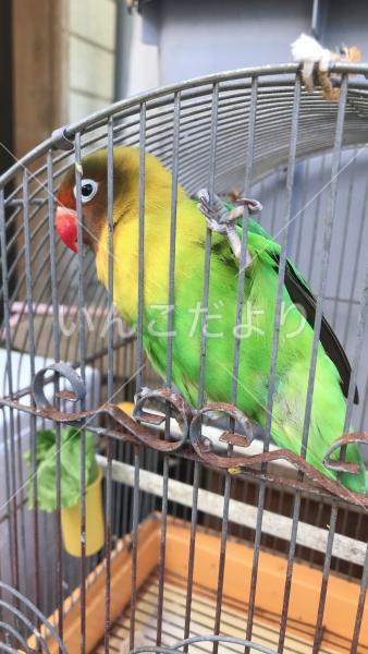 保護鳥の写真