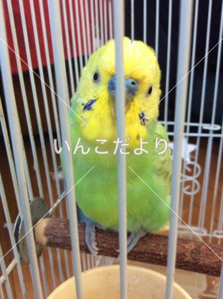 迷い鳥の写真