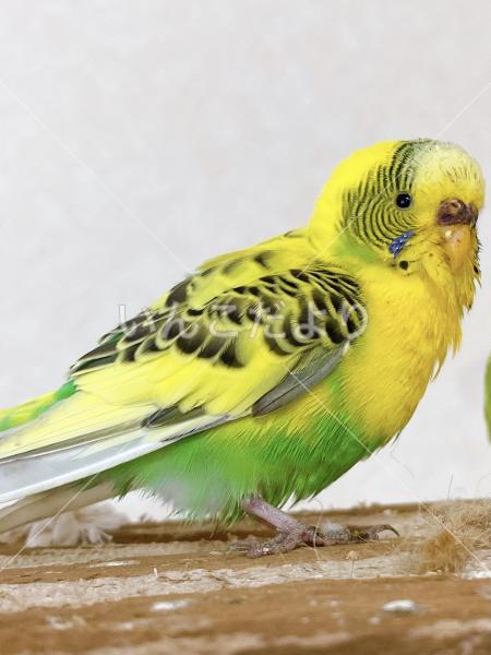 保護鳥の写真