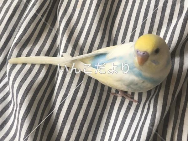迷い鳥の写真