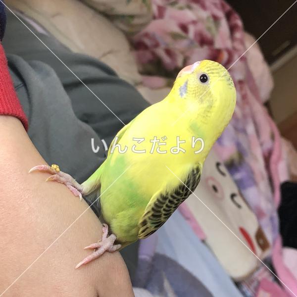 迷い鳥の写真