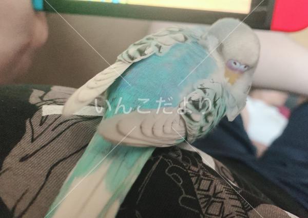 迷い鳥の写真