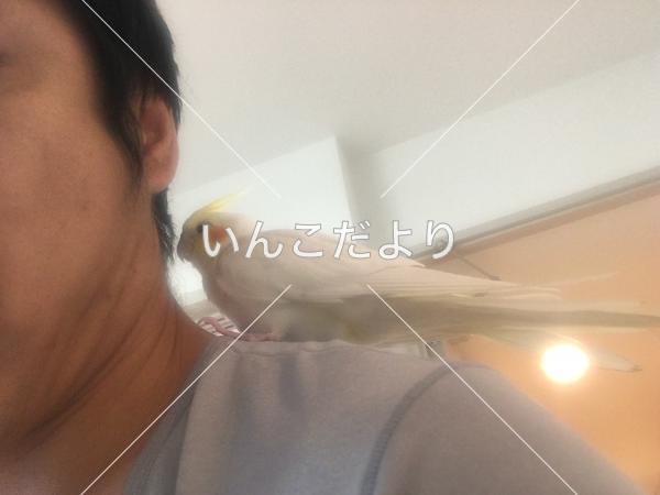 保護鳥の写真