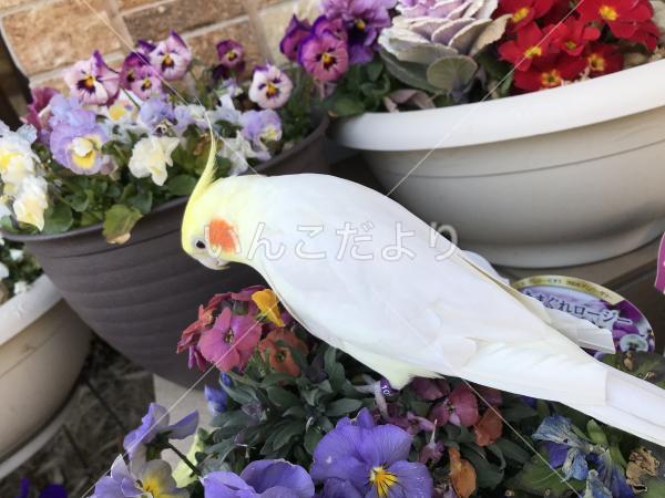 迷い鳥の写真