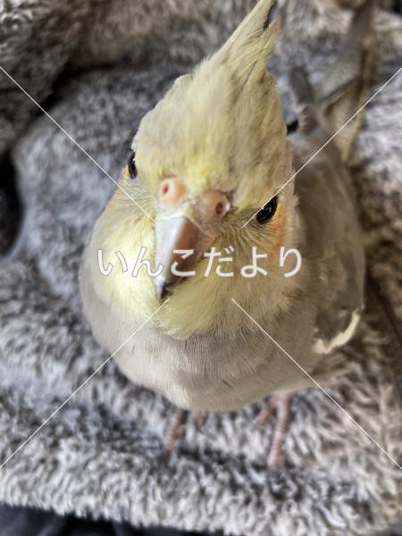 迷い鳥の写真