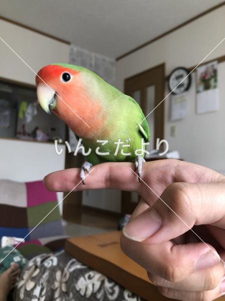 迷い鳥の写真