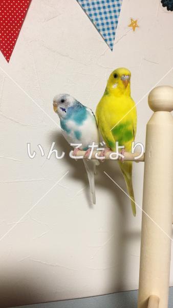 迷い鳥の写真
