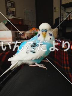 迷い鳥の写真
