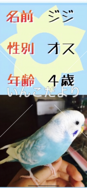 迷い鳥の写真