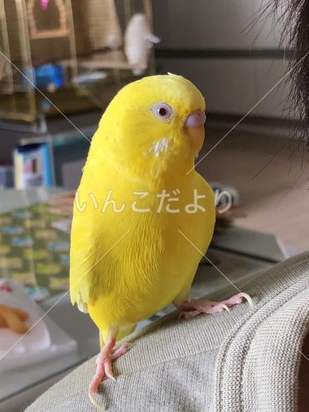 迷い鳥の写真