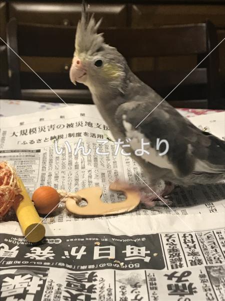 迷い鳥の写真