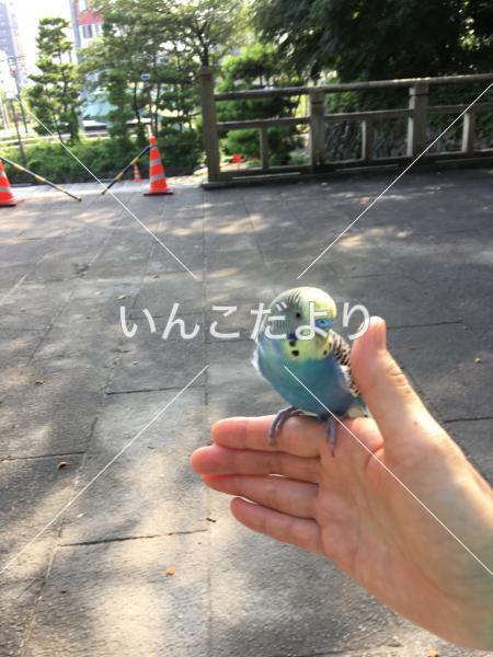 保護鳥の写真