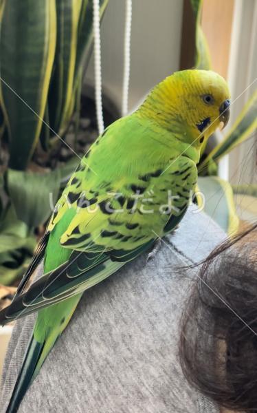 保護鳥の写真