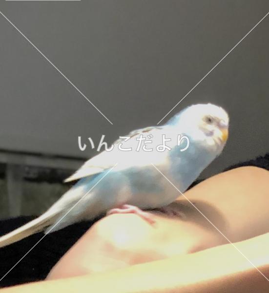 迷い鳥の写真