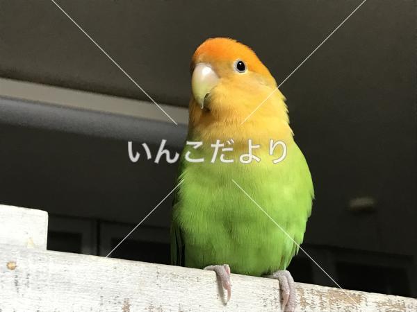 迷い鳥の写真
