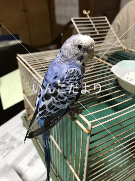 保護鳥の写真